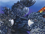 Red Tailed Black Cockatoo – Canvas Print