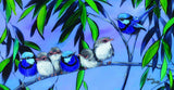 Splendid Wrens –  Canvas Print
