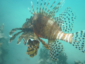 Lionfish