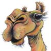Camel on the Canning Stock Route - Image 2